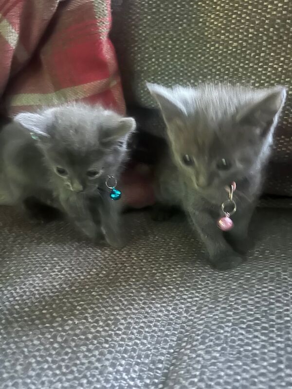 blue russian kitens! for sale in Southampton, Hampshire