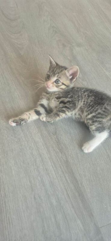 Blue russian kitten