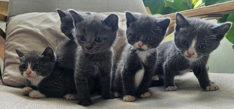 Russian Blue kittens for sale in Scunthorpe, Lincolnshire – 8 weeks old - Image 2 of 3
