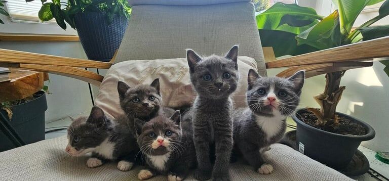 Russian Blue kittens for sale in Scunthorpe, Lincolnshire – 8 weeks old - Image 3 of 3