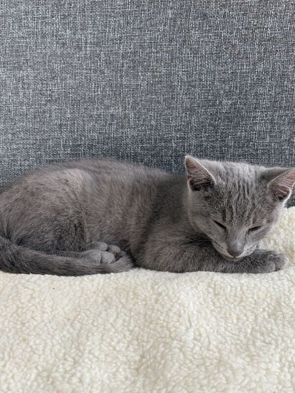 Bobby Russian blue