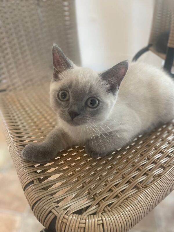 Russian Blue kittens for sale in Wimborne Minster, Dorset – 11 weeks old - Image 2 of 3