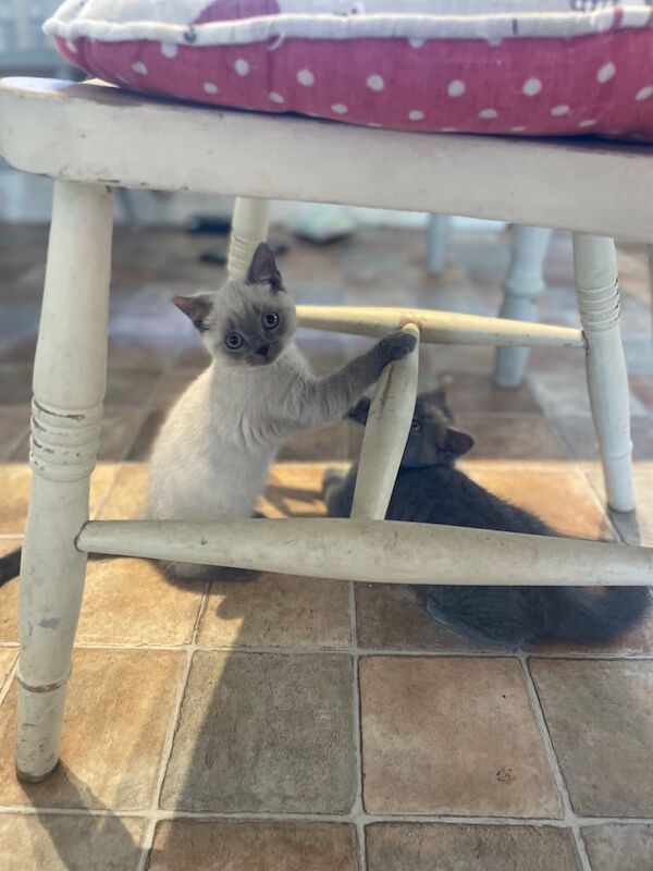 Russian Blue kittens for sale in Wimborne Minster, Dorset – 11 weeks old - Image 3 of 3