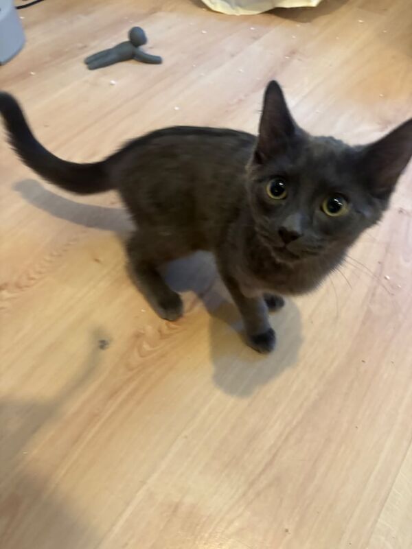 Russian Blue kittens for sale in Dulwich, Greater London – 8 weeks old