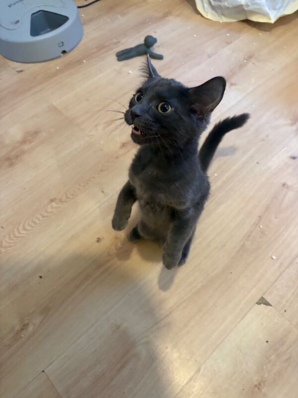 Russian Blue kittens for sale in Dulwich, Greater London – 8 weeks old - Image 2 of 3