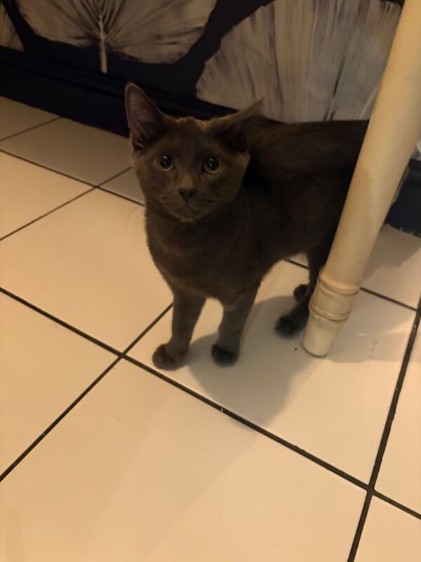 Russian Blue kittens for sale in Dulwich, Greater London – 8 weeks old - Image 3 of 3