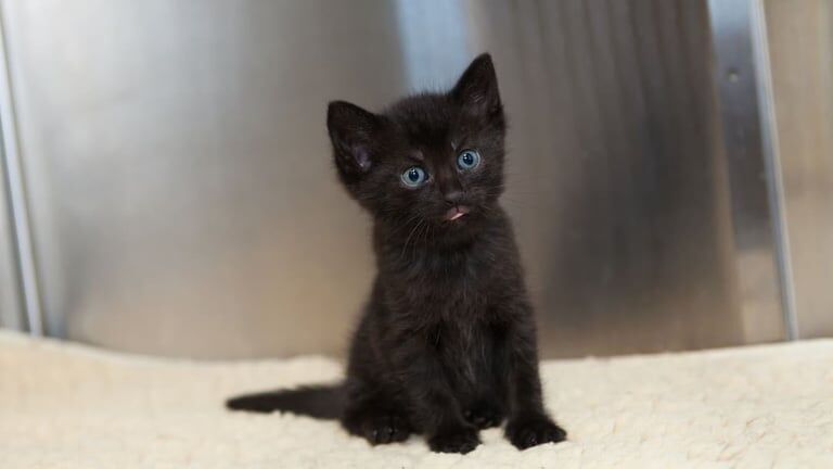 Russian Blue kittens for sale in Southall, Greater London – 10 weeks old