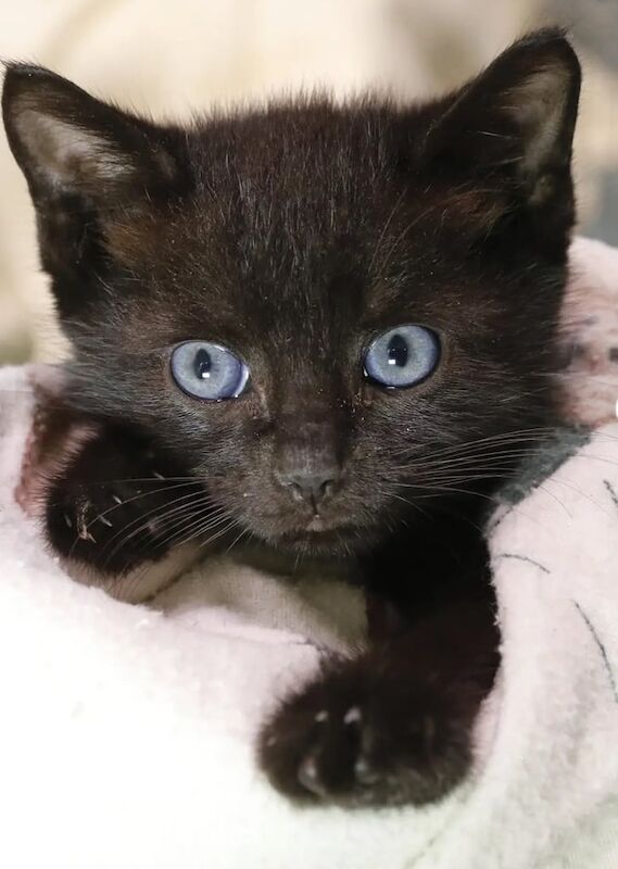 Russian Blue kittens for sale in Southall, Greater London – 10 weeks old - Image 2 of 2