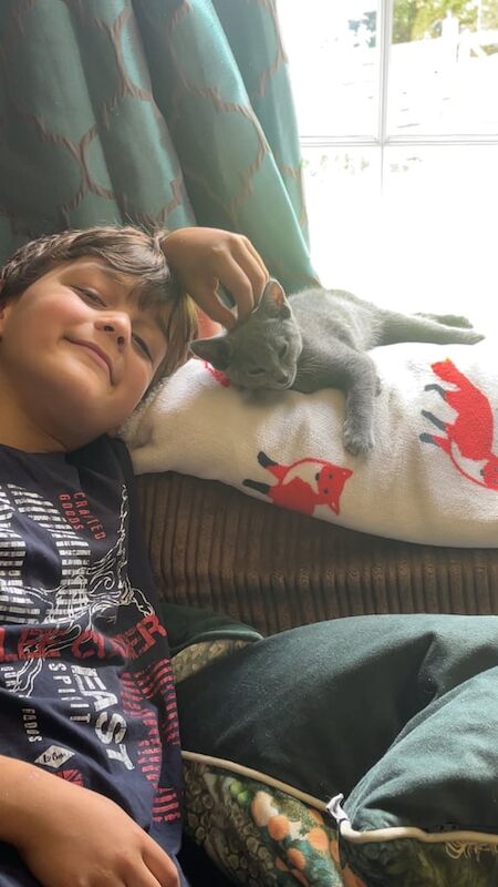 Russian Blue kittens for sale in Hereford, Herefordshire – 8 weeks old