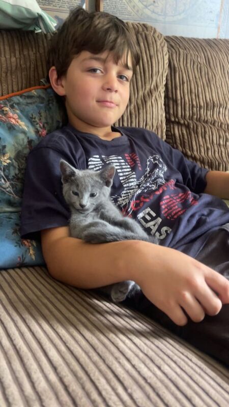 Russian Blue kittens for sale in Hereford, Herefordshire – 8 weeks old - Image 2 of 3