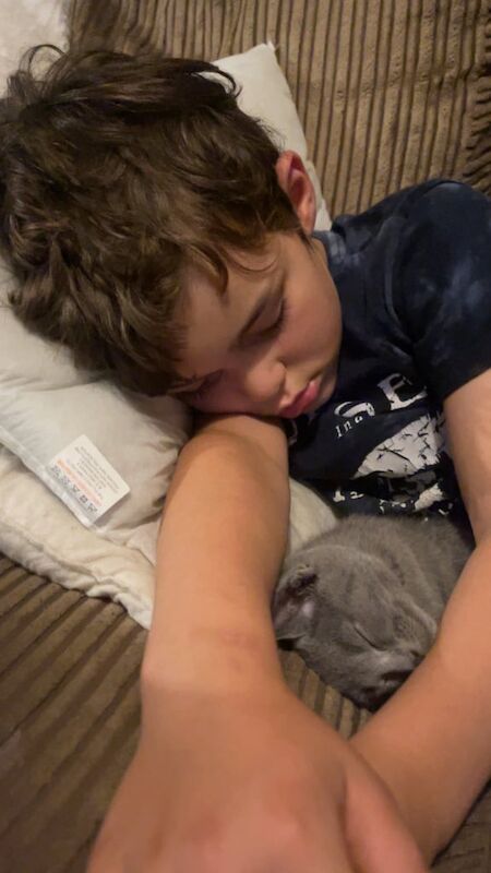 Russian Blue kittens for sale in Hereford, Herefordshire – 8 weeks old - Image 3 of 3