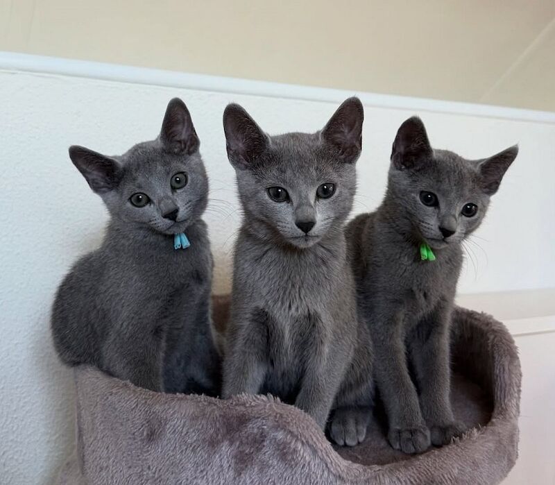 Russian Blue kittens for sale in London, Greater London – 1 minute old