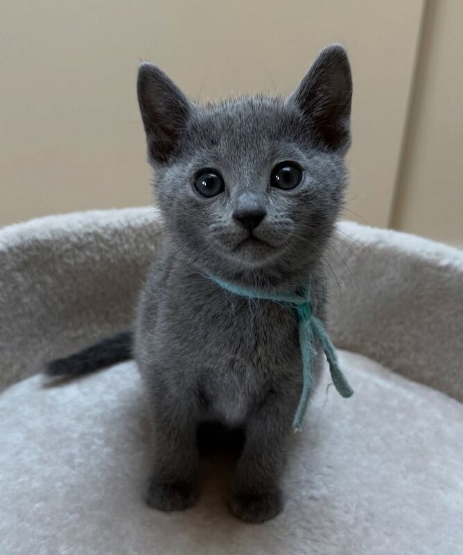 Russian Blue kittens for sale in London, Greater London – 8 hours old - Image 2 of 7