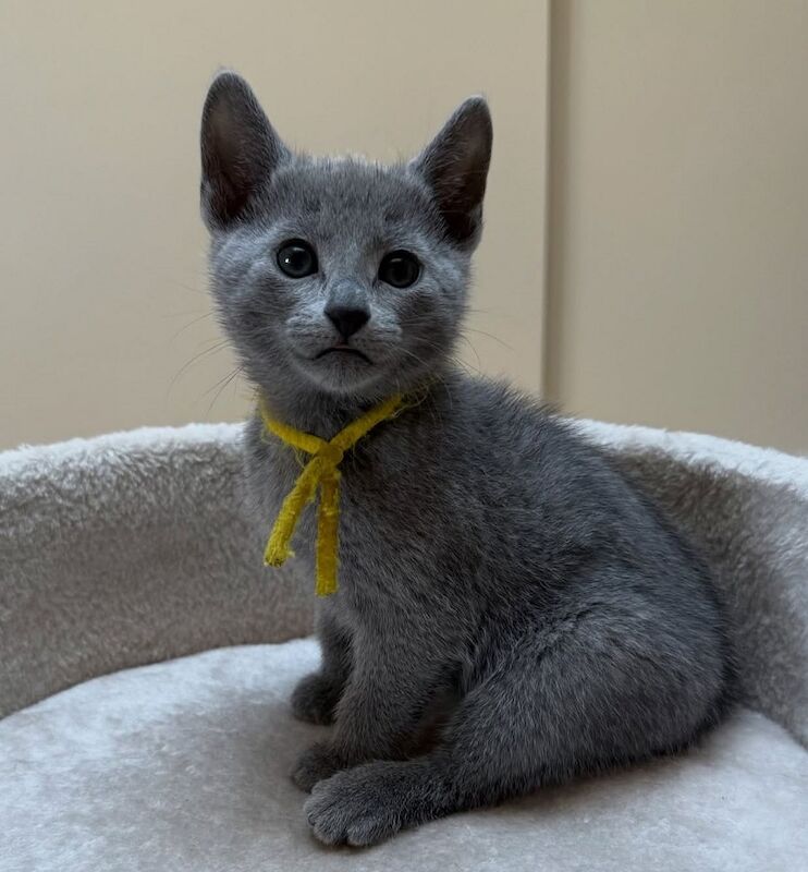 Russian Blue kittens for sale in London, Greater London – 8 hours old - Image 3 of 7
