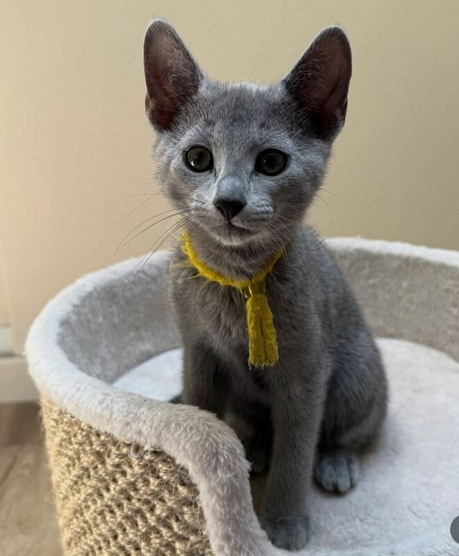 Russian Blue kittens for sale in London, Greater London – 8 hours old - Image 4 of 7