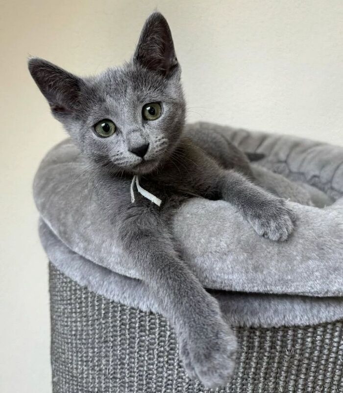 Russian Blue kittens for sale in London, Greater London – 8 hours old - Image 5 of 7