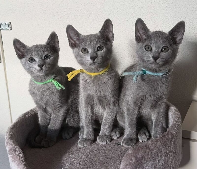 Russian Blue kittens for sale in London, Greater London – 8 hours old - Image 6 of 7