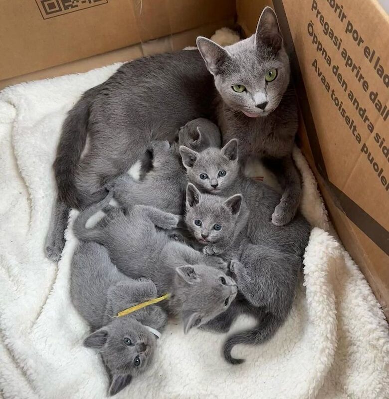 Russian Blue kittens for sale in London, Greater London – 8 hours old - Image 7 of 7