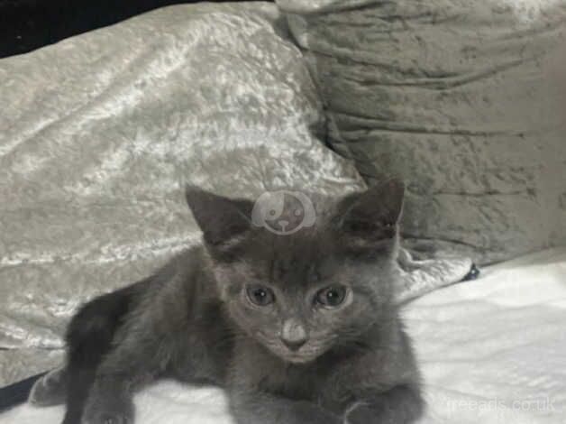 Buy And Sell Russian Blue Kittens And Cats Online Russian Blue Owners buy-and-sell-russian-blue-kittens-and-cats-online-russian-blue-owners