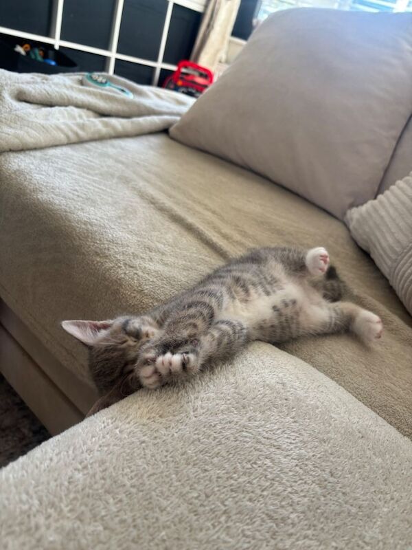 Female kitten - Image 2 of 3