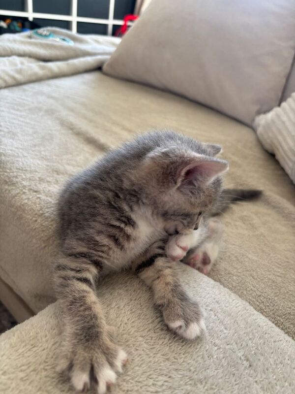 Female kitten - Image 3 of 3