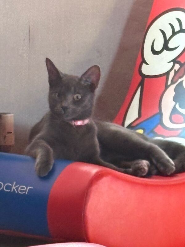 Female Russian blue