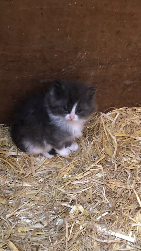 Gorgeous kittens only two left for sale in Kilrea, County Londonderry
