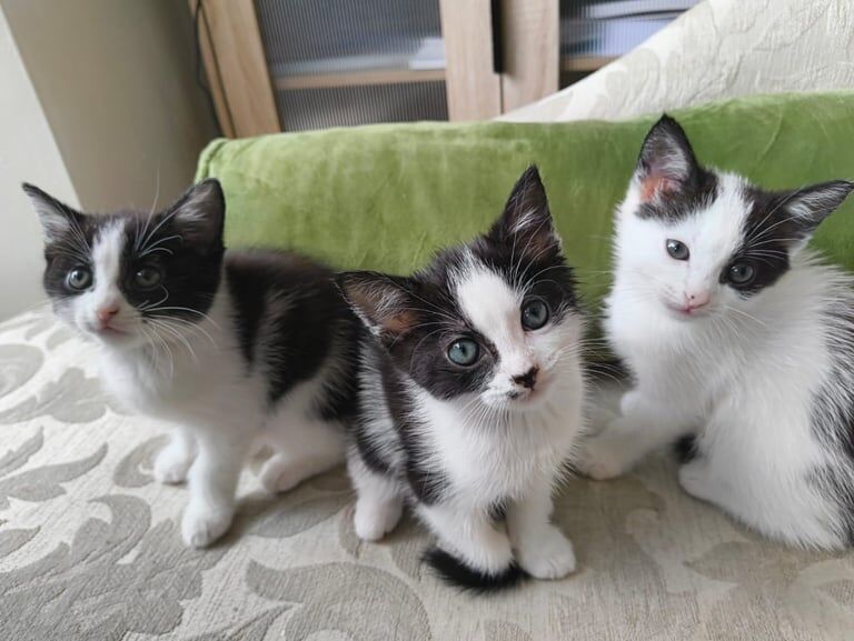 Russian Blue kittens for sale in Swinton, South Yorkshire – 10 weeks old