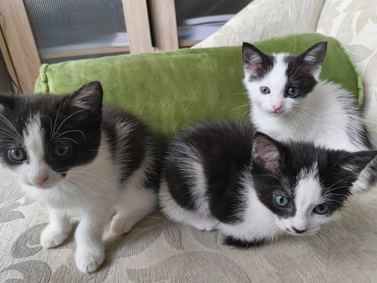 Russian Blue kittens for sale in Swinton, South Yorkshire – 10 weeks old - Image 3 of 3