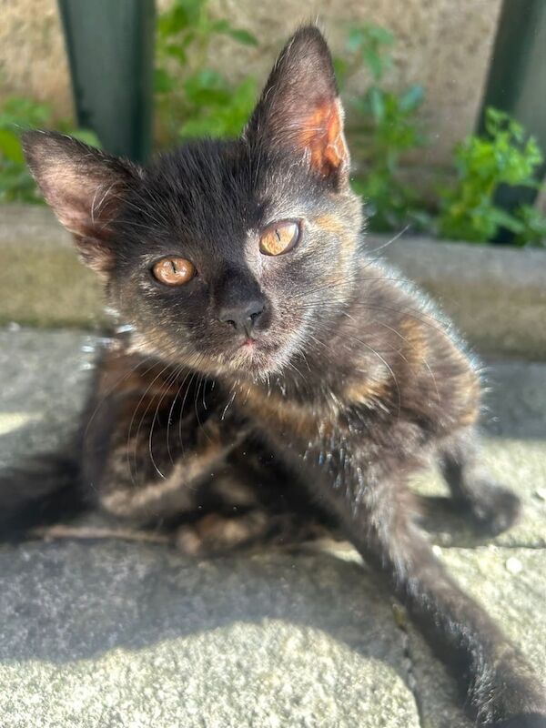 Russian Blue kittens for sale in Southampton, Hampshire – 10 weeks old - Image 3 of 3