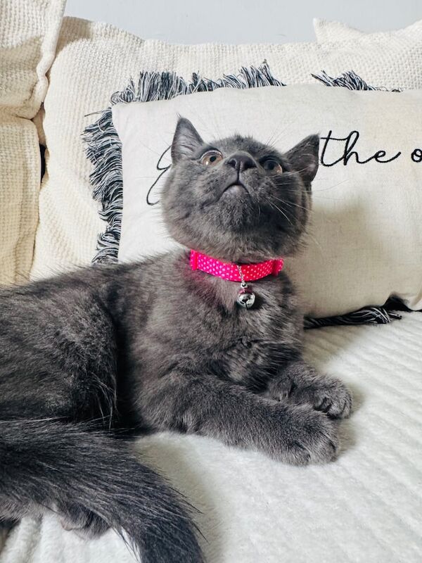 Russian Blue kittens for sale in Tullibody, Clackmannan – 11 weeks old