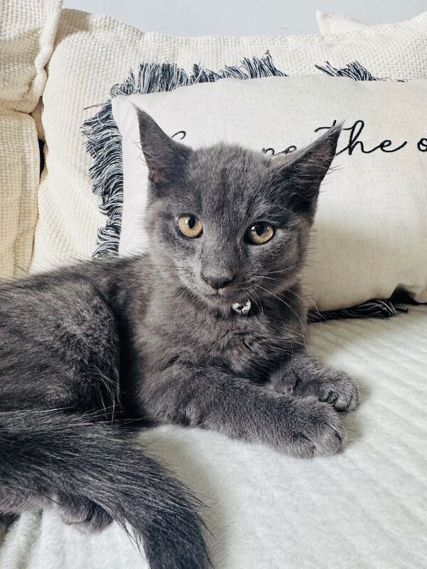 Russian Blue kittens for sale in Tullibody, Clackmannan – 11 weeks old - Image 2 of 3
