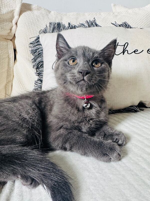 Russian Blue kittens for sale in Tullibody, Clackmannan – 11 weeks old - Image 3 of 3