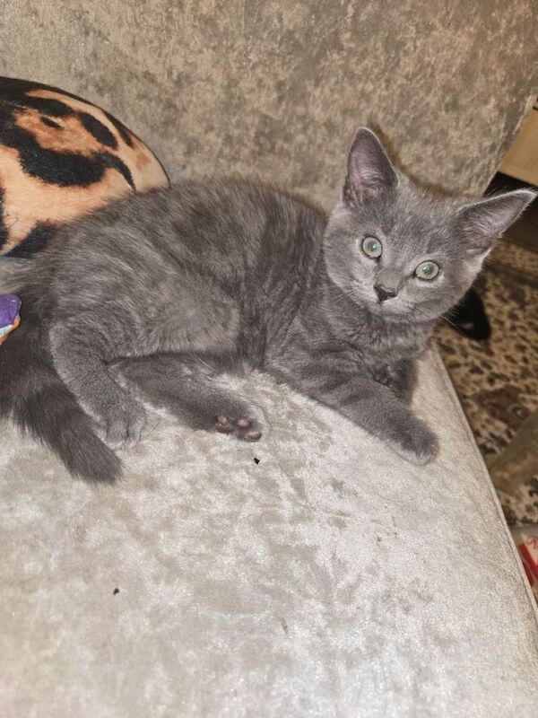 Grey tabby girl