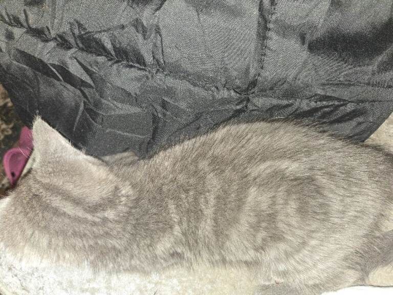 Grey tabby girl - Image 2 of 3