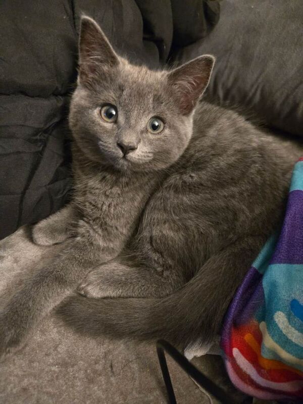 Grey tabby girl - Image 3 of 3