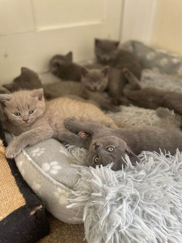 Russian Blue kittens for sale in Wimborne Minster, Dorset – 11 weeks old