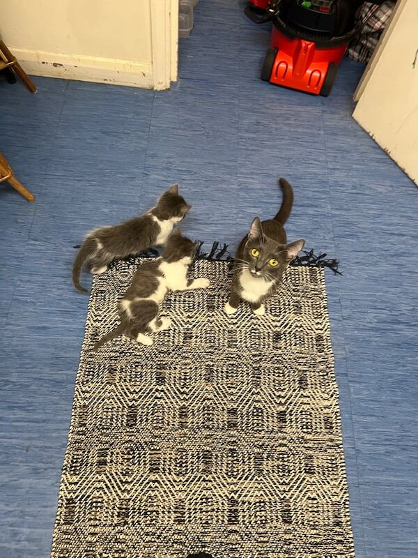 Kitten for sale in Richmond, Greater London