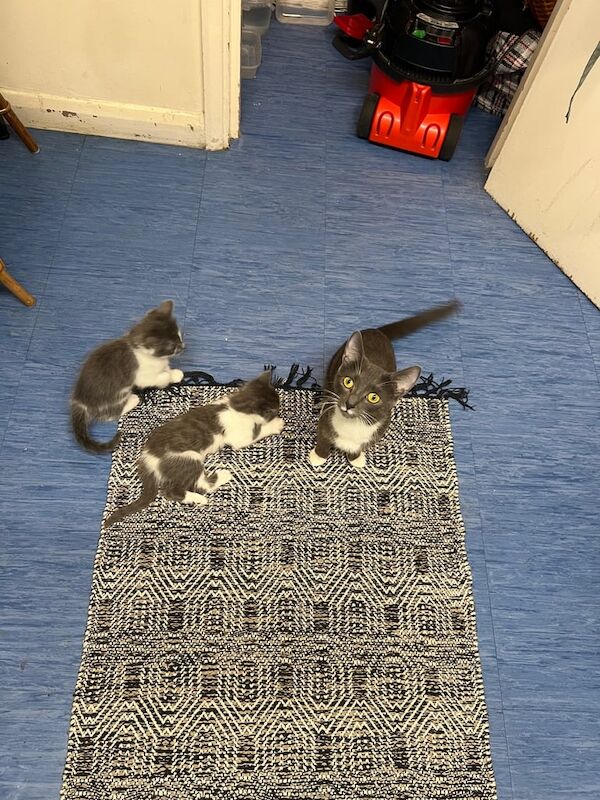 Russian Blue kittens for sale in Richmond, Greater London – 6 months old - Image 2 of 3