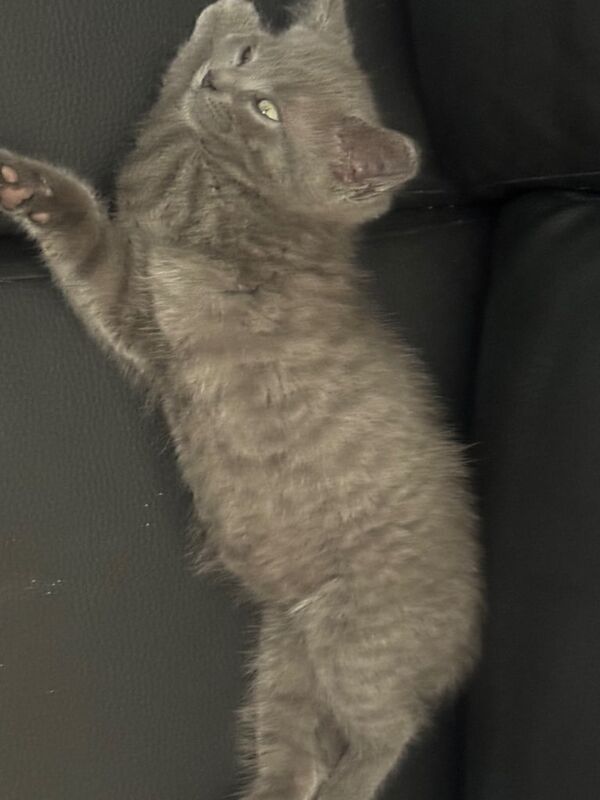 Russian Blue kittens for sale in Oldham, Greater Manchester – 8 weeks old