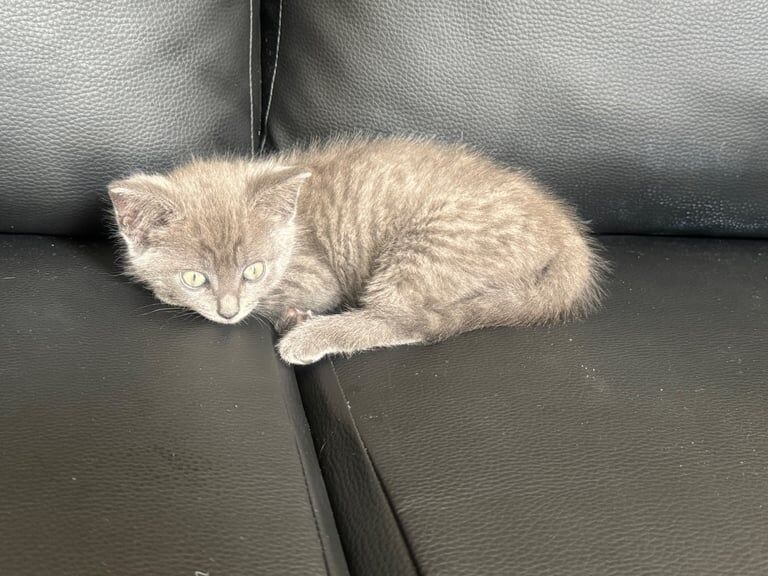Russian Blue kittens for sale in Oldham, Greater Manchester – 8 weeks old - Image 2 of 3