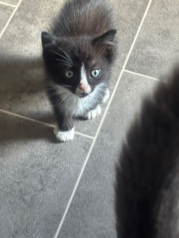 Russian Blue kittens for sale in Oldham, Greater Manchester – 8 weeks old - Image 3 of 3