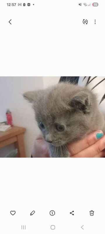 Russian Blue Kittens For Sale