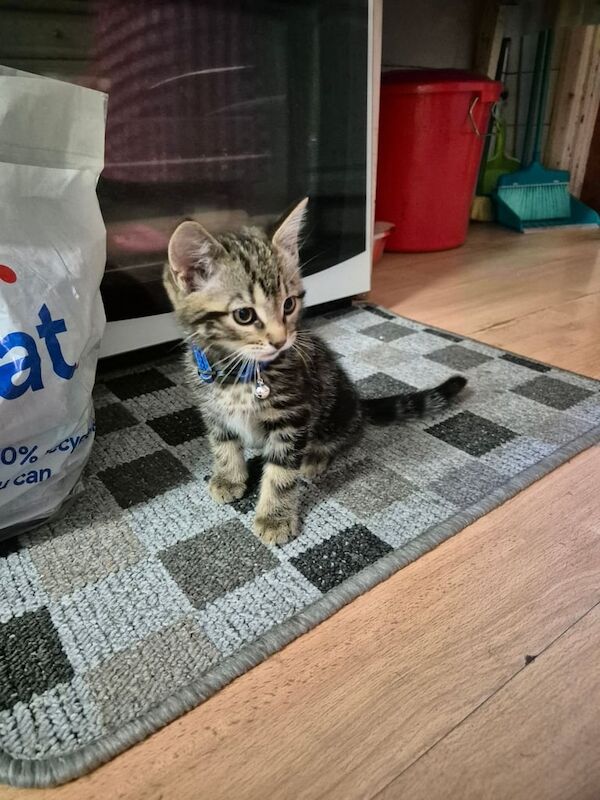Kitten for sale in Ilford, Greater London