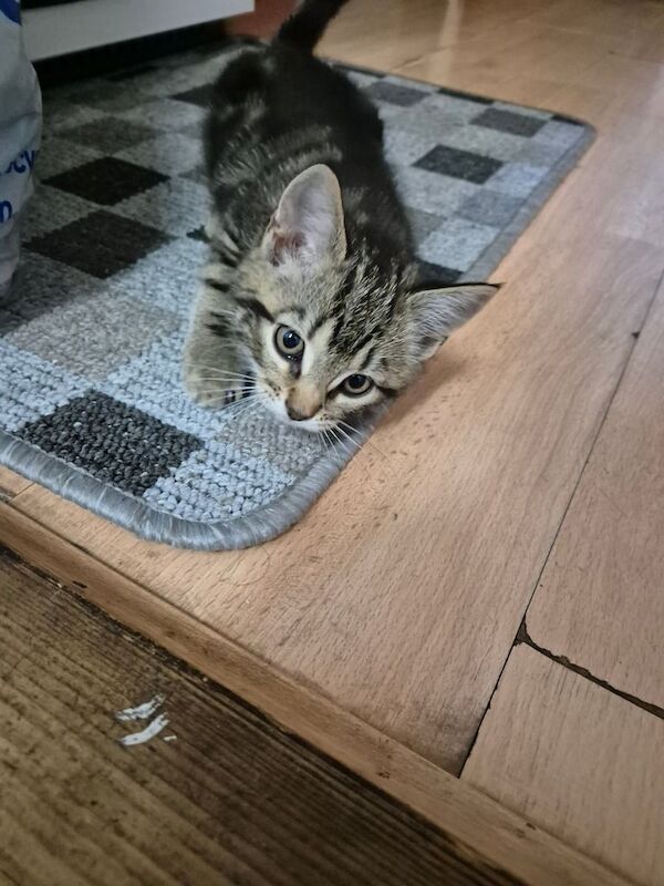 Kitten for sale in Ilford, Greater London | Image 2
