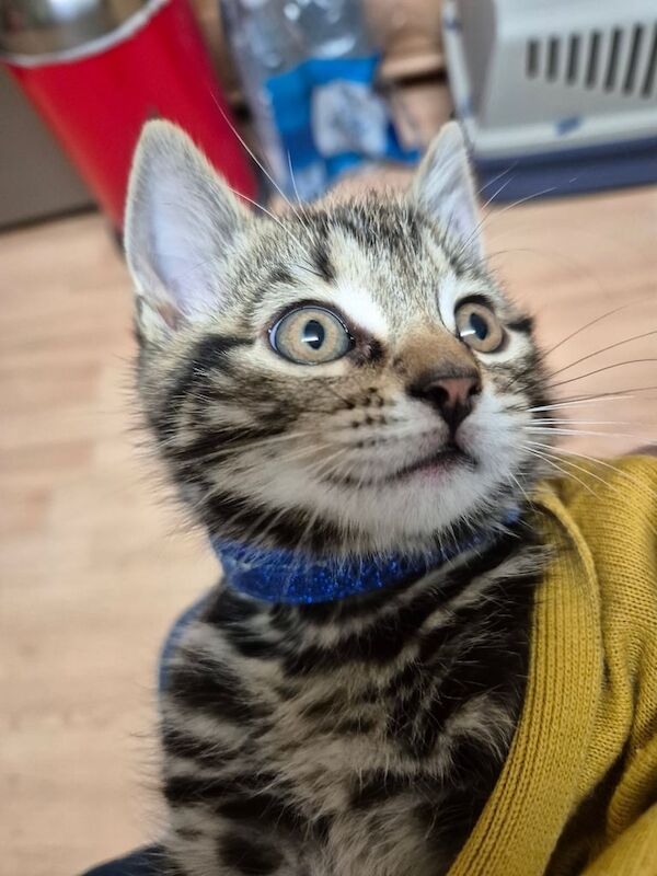 Kitten for sale in Ilford, Greater London | Image 3