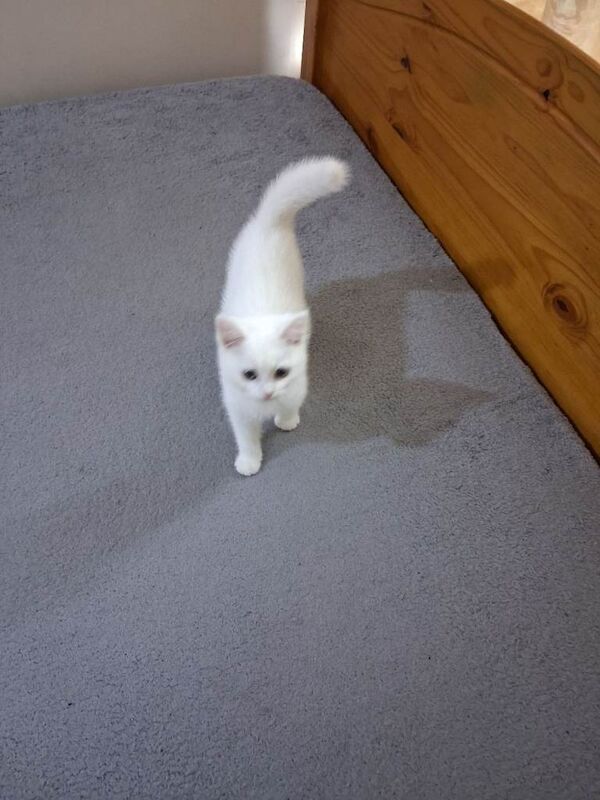 Russian Blue Kittens For Sale Under £300