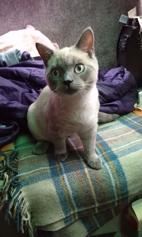 Russian Blue kittens for sale in Poole, Dorset – 3 months old