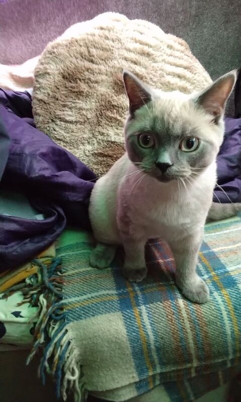 Russian Blue kittens for sale in Poole, Dorset – 3 months old - Image 2 of 3