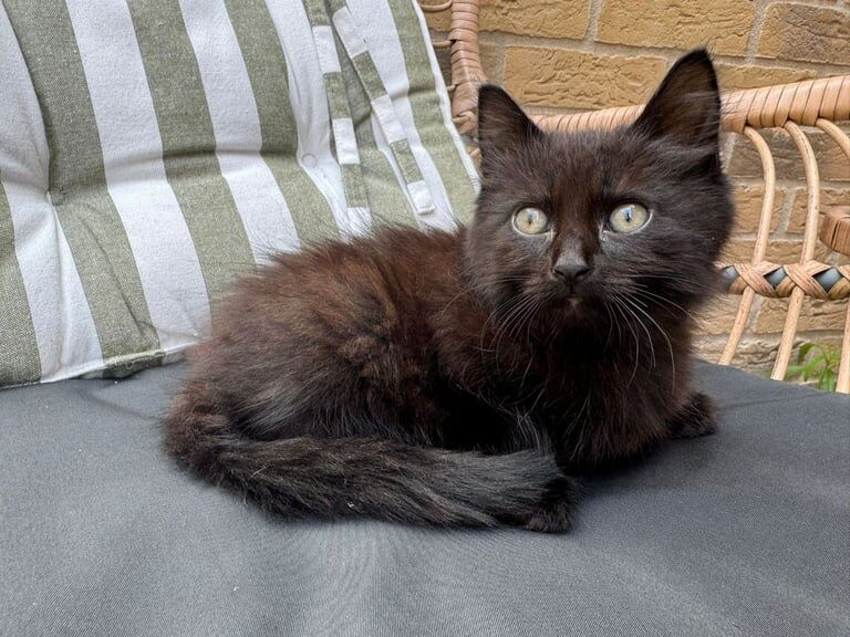 Russian Blue kittens for sale in Feltham, Greater London – 9 weeks old